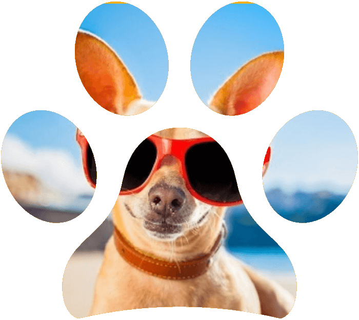 Estate: consigli per il benessere del cane