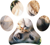 Feromoni e comunicazione nei nostri animali