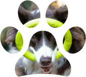 Gioco e riposo per il tuo cane