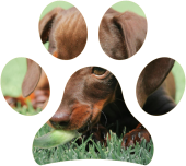 Il tuo cane mangia erba, quando preoccuparsi e cosa fare