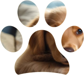 L’importanza dei materiali pet-friendly