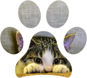 La proverbiale velocità del gatto