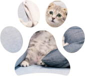 Linguaggio del corpo del cane e del gatto