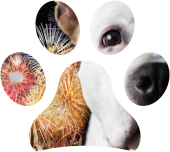La paura dei fuochi di artificio nel cane