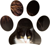 La paura dei fuochi di artificio nel gatto