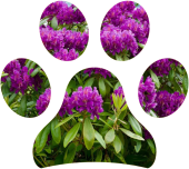 Piante tossiche per cani e gatti