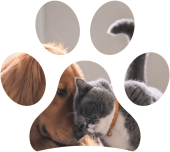 L’obesità nel cane e nel gatto