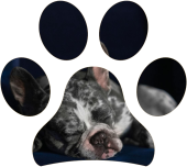 Quanto tempo dormono i cani