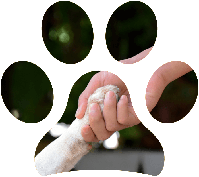 L’efficacia della pet therapy