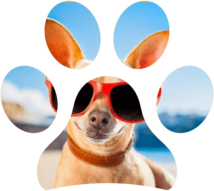 Estate: consigli per il benessere del cane