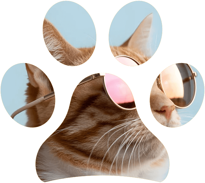 Estate: consigli per il benessere del gatto