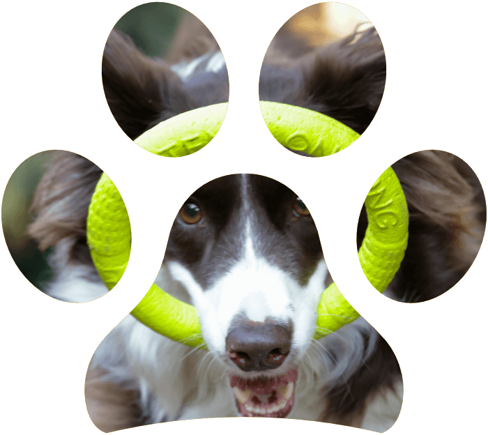 Gioco e riposo per il tuo cane