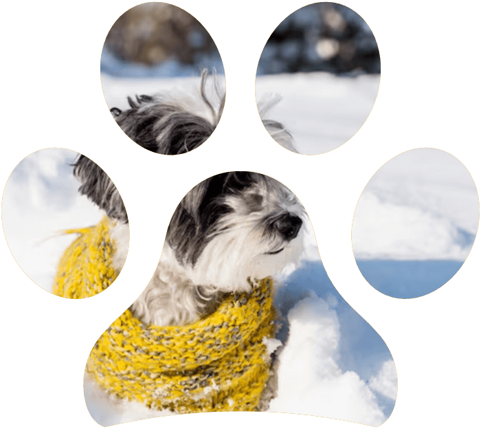 Inverno: consigli per il benessere del cane