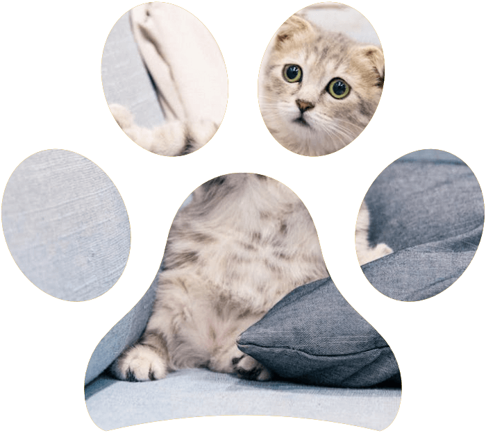 Linguaggio del corpo del cane e del gatto