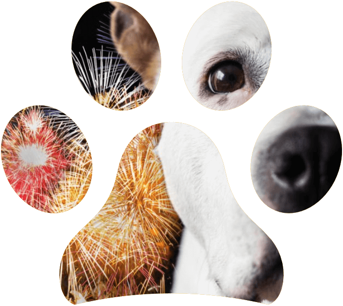 La paura dei fuochi di artificio nel cane