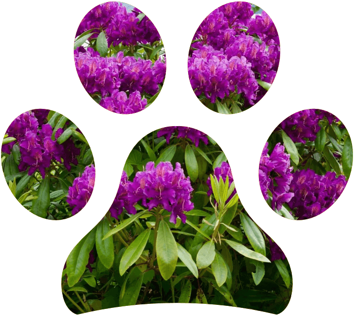 Piante tossiche per cani e gatti