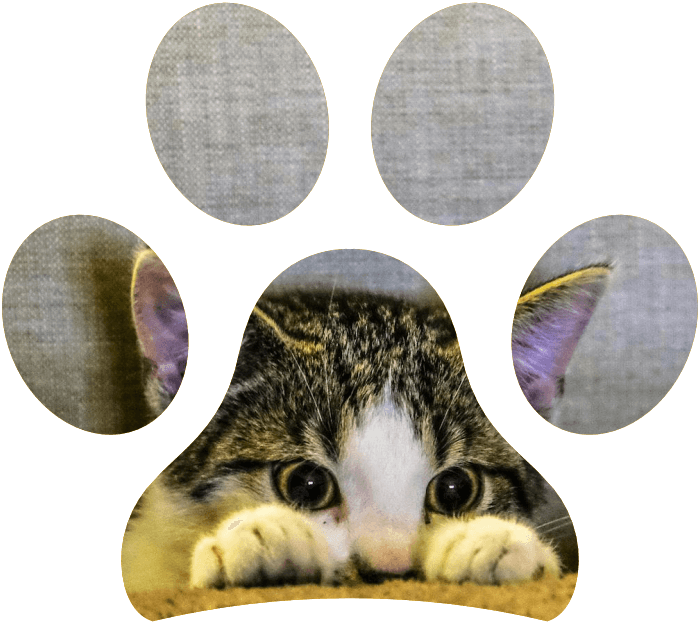 La proverbiale velocità del gatto